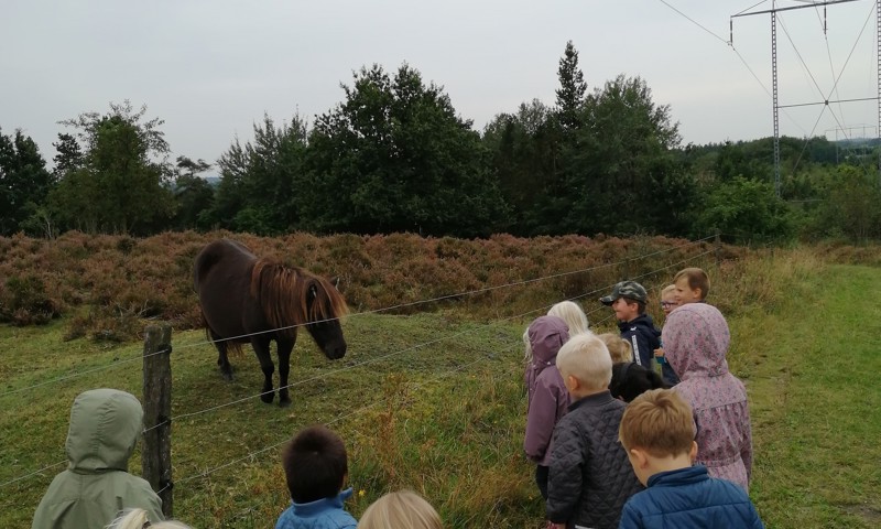 Børn med hest Børn med hest